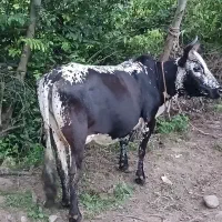 گاو باگوساله ماده