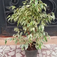 دوستان خرید بالای۷۰۰ تا۸۰۰ ارسال رایگان انجام میشه|گل و گیاه طبیعی|رشت, عینک|دیوار