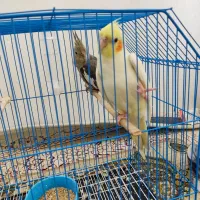 یک جفت عروس هلندی|پرنده|گرگان, |دیوار