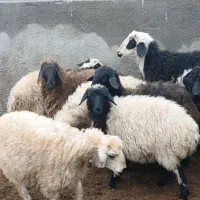 بره سبک کیلویی|حیوانات مزرعه|مهریز, |دیوار