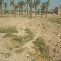 زمین کوی نخلستان