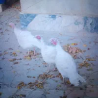 بوقلمون گوشتی