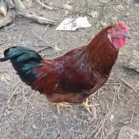 خروس محلی تازه بالغ شده