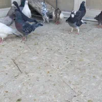 ۱۷تا گرفتنی بلندی|پرنده|قم, آزادگان|دیوار