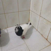 کبوتر نقش