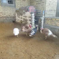 چهار عدد بوقلمو دوتا نر دوتا ماده