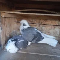 نر وماده پشت سبز خال قدیمی|پرنده|تهران, کوی بیمه|دیوار