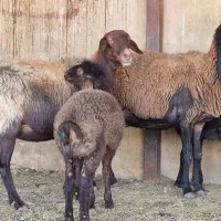 فروش ۱۲راس میش افشاری بره دار ۱۳راس بره پاشون هست|حیوانات مزرعه|طسوج, |دیوار