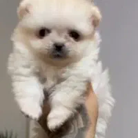 پامر زیبا|سگ|اندیشه, اندیشه فاز ۶|دیوار