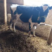 گوساله نر یک ساله