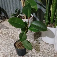 پتوس نشایی ریشه پر|گل و گیاه طبیعی|قم, چهل درخت‎|دیوار