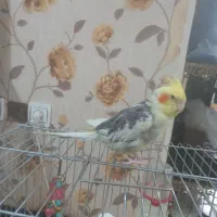 عروس هلندی|پرنده|فردیس, شهرک سپاه|دیوار