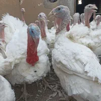 بوقلمون گوشتی
