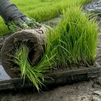 توم بجار (هاشمی)