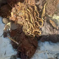 ضایعات ، مس، برنز، آلمنیوم در سراسر شیراز