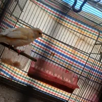 زیر قیمت فروخته میشوند بدلیل تغییر شغل.مفت