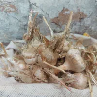 نیرو جهت جمع آوری پیاز زعفران در الشتر