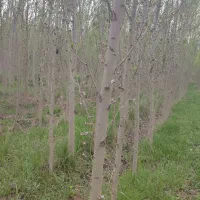 زمین کشاورزی صنوبر|فروش دفتر صنعتی، کشاورزی، تجاری|شاهین دژ, |دیوار