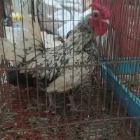 مرغ مینیاتوری