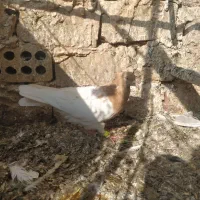 کفتر|پرنده|سبزوار, جنت|دیوار