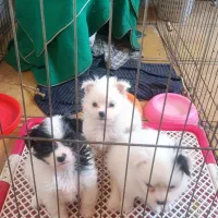 سگ شیتزو|سگ|ورامین, ورامین|دیوار