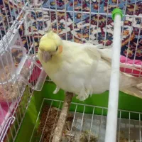 عروس هلندی ماده