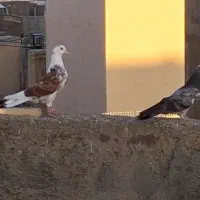 کفتر