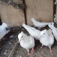 سفید چشم سفید|پرنده|بم, |دیوار