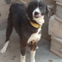 سگ پیدا شده