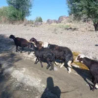 قوچ افشاری|حیوانات مزرعه|آزادشهر, |دیوار