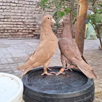 کفتر کبوتر سرخ کرمانی زرد کرمانی|پرنده|مه ولات, |دیوار