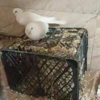 کبوتر خانگی|پرنده|خاش, |دیوار