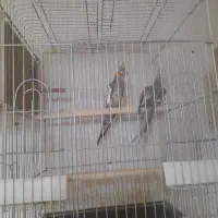 حراج عروس هلندی همه مولد جمع آوری سالن