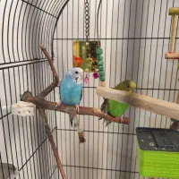 جفت مرغ عشق