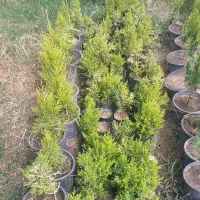 لاوسوون|فعالیت داوطلبانه|کلاچای, |دیوار
