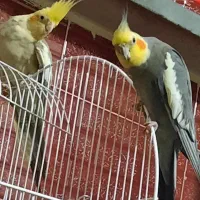 یک جفت عروس هلندی