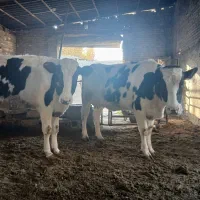 دوراس گاو درخمینی شهر