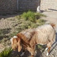 یک بره و دوتابز