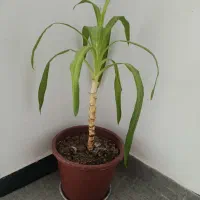 چندتا گل بفروش می رسد