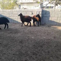 بره نر و ماده|حیوانات مزرعه|گنبد کاووس, |دیوار