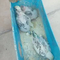مرغ عشق با چهار جوجه|پرنده|شیراز, سهل‌آباد|دیوار