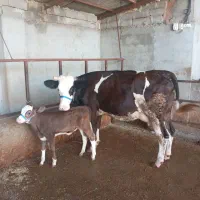 گاو سیمینتال شکم اول زایده با گوساله ماده|حیوانات مزرعه|مینودشت, |دیوار