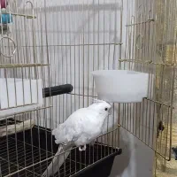 عروس هلندی آلبینو