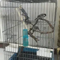 قفس پرنده معاوضه با عروس هلندی