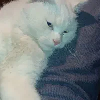 گربه خانگی نژاد پرشین ۷ماهه|گربه|یاسوج, |دیوار