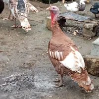 فروش بوقلمون|حیوانات مزرعه|رامسر, |دیوار