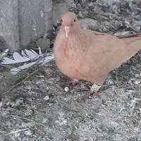 ماده زرد کرمونی همراه جوجه|پرنده|بهنمیر, |دیوار