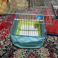 قفس کاسکویی مینا عروس هلندی طوطی برزیلی