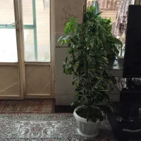 گل و گیاه طبیعی