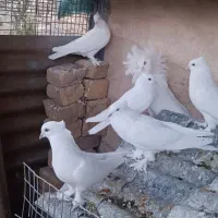کبوتر شامپیون و سفید کاکلی پرشی|پرنده|کاشان, راوند|دیوار